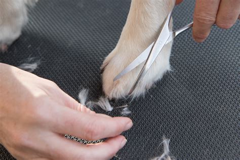 grooming for dog paws 